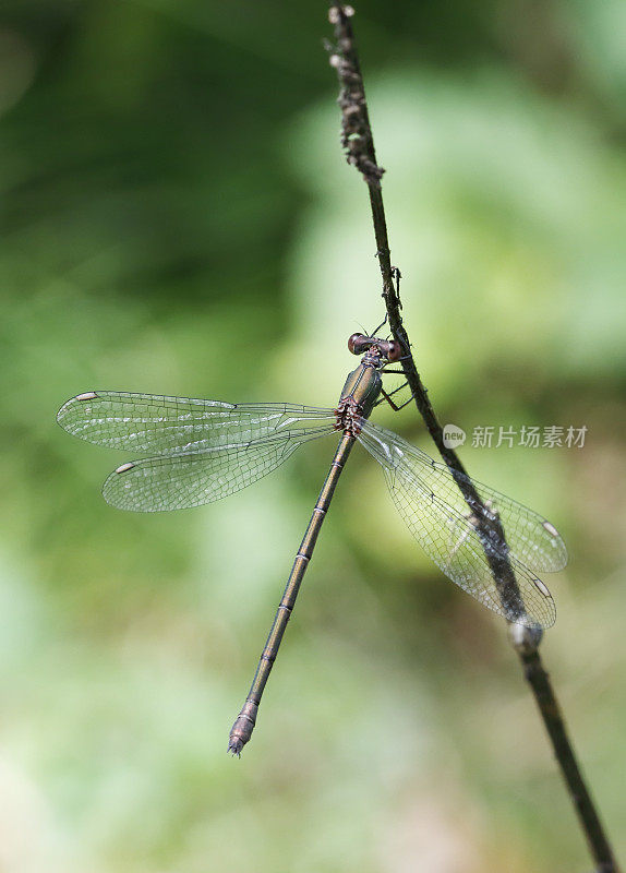 西柳展翅蜻蜓(lesstes viridis)雌性